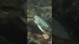 Mussels Snatching Darters