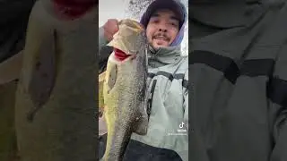 Finally broke my pb! Nothing like a swimbait bite #workingclasszero #citizen6 #shorts #swimbait
