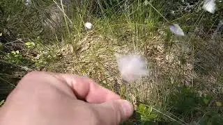 cottongrass firemaking with Flint and steel