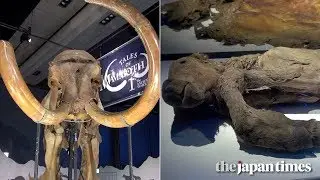 'The Mammoth' exhibition at Miraikan