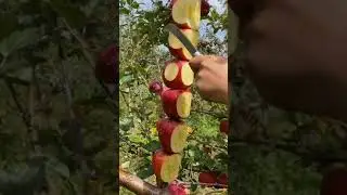 Best Quality Apples &brvbar; What is the price of Apple in the market at this time