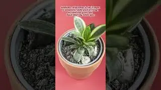 Plants for Beginners🌱🍀🪴 #houseplant #indoorplants #plantcare #begginers #theplanthouse #planttips