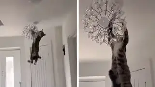 Crazy cat hangs & swings from chandelier #Shorts
