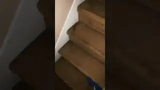 When Blue Pikmin falls down a staircase😬😬😳 #bluepikmin #pikmin #funny #short