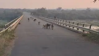Baboon Troop's Misty River Crossing: Youngsters Play on Olifants Bridge. #wildlife #safari #nature