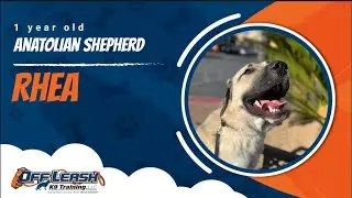 Anatolian Shepherd 🐾Off leash Training | Best Dog Trainer | Reno, NV🐾