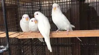 Red Eyes baby Budgies | First clutch | White Red eyes Budgie