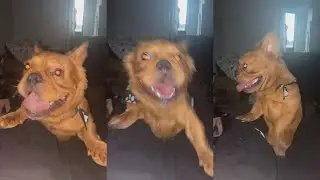PGF Nuk&rsquo;s Dog Trying To Get His Weed🤣🤣🤣😂😂😂