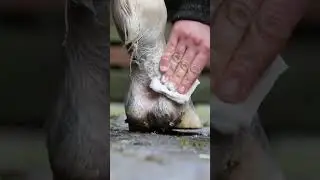 Erste Hilfe MED-Waschlotion - leovet - First Aid MED Wash Lotion