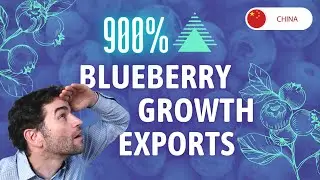 Chinese Blueberry Industry: Explosive Growth and Global Impact
