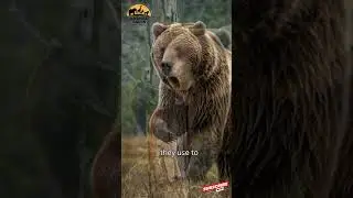 The Incredible Strength of the Grizzly Bear  Power Beyond Belief!
