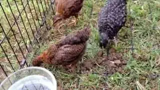 Four chicks eating worms
