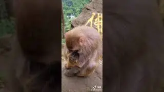 Baby Monkey lyly , Adorable Petty Monkeys, Funny monkey KaKo, Monkey BiBi, Primative monkey #1