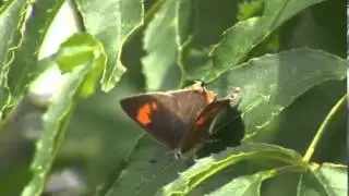 Brown Hairstreak - DVD Патрика Баркхэма &laquo;Путеводитель по британским бабочкам&raquo;