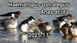 ミヤコドリ (Haematopus ostralegus), オナガガモ (Anas acuta) / 公園の水鳥 / 江戸川放水路 / 2025年11月
