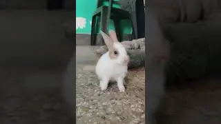 cute baby bunny cleaning itself #bunny #rabbits #cute