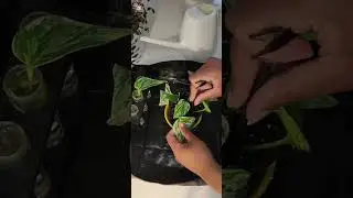 Snow Queen Pothos potting with a twist