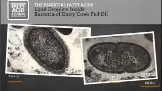 Dr  Charlie Staples   How Much Essential Fatty Acids Can Escape Biohydrogenation in the Rumen
