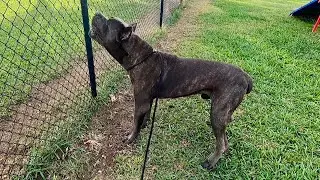 Huge 11 Mos Old Corso Gets Aggressive At Dog Park During Training | Kamau