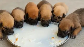 Feeding Rescue Newborn Puppies | Abandoned Helpless Puppies Crying for Help 🐶😢