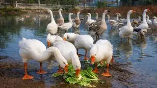 A Happy Day for Geese on the Farm: Cutting Grass, Feeding & Pond Fun