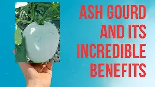 🌿✨ Unlock the Brilliant Benefits of Ash Gourd: Why This Superfood Should Be in Your Diet 🌿✨