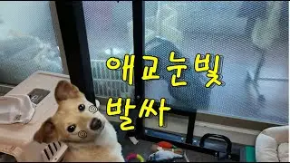 강아지(똥개)당근쟁탈전#강아지 #똥개 #반려견#시고르자브종#꽃님이