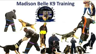 Sport Dogs Vs Civil Protection Dogs