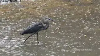 Great-billed heron (Ardea sumatrana) raining - Sungei Buloh SG #birds #nature