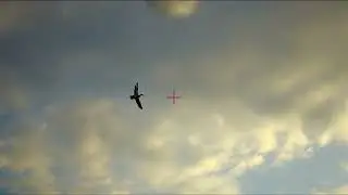 Duck Hunting in Egypt with Shotkam gun camera