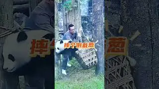 Adorable Panda Mischief and Destruction! 大熊猫的顽皮有多可爱 #panda #cute #animals #baby #pandalove
