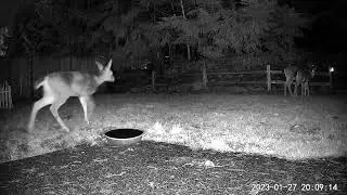 Ghost Deer Also has a Hitch in Her Giddyup Caught on Backyard Trailcam 😐 #deer #trailcam