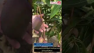 زيارة لمزرعة رجل الاعمال الشيخ / هشبل بن تركي بن هشبل  بمركز وادي بن هشبل  ١٠ / ٩ / ١٤٤٢ هـ