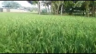 testimoni padi yang di pupuk eco farming super joos