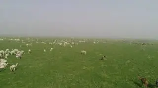 تصوير من داخل محمية روضة الخفس الشمالية ويلاحظ الكميات الهائلة من الابل يوم الجمعة ١٤٣٨/٦/٢٥هـ