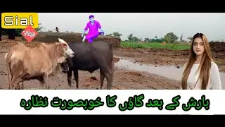 Barish k Bad villag ka nazara l Village Haveli Bahadur Shah jhang l