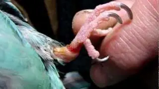 Снятие повязки с ноги птицы