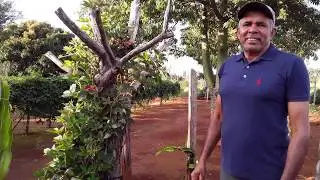 Pé de Amora Silvestre