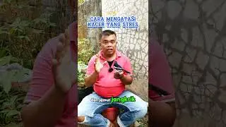 Cara Mengatasi Kacer yang Stres  #birds #kacer #perawatankacer