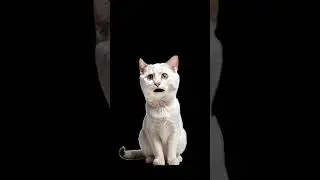 2025 Week 19 CFL Power Rankings with Pat the Cat #canadianfootballleague