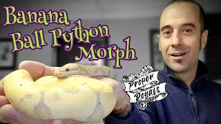 Banana Ball Python Morph! (Coral Glow)