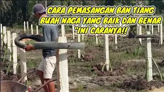 cara pemasangan ban tiang buah naga yang baik dan benar