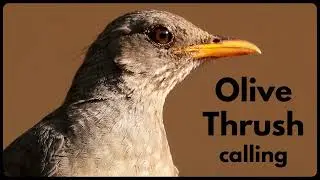 OLIVE THRUSH CALLING UP CLOSE