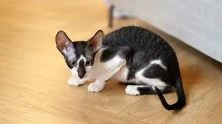 Most Intelligent Cat Breeds in the World