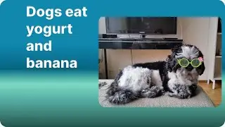 Shih-tzu dogs eat yoghurt, watermelon and banana #shihtzupuppies #shihtzu #cutedog #shihtzudog