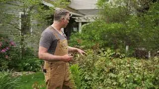 Full Sun Rose Garden Design and Plant Combinations