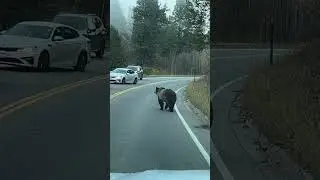 Grizzly Bear and Cubs Dash Across the Road