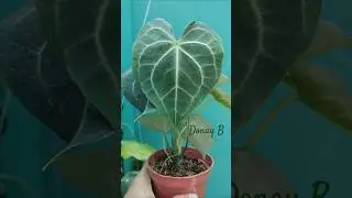 ANTHURIUM CRYSTALINUM #anthurium  #crystalinum #plants  #indoorplants  #indoorgardening