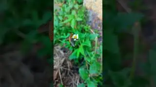 How pollination takes place 🐝🐞🌻 | Animals video | ANIMAL Paradise #shorts