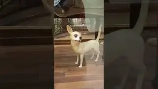 So we can... make up? #shorts108  #dog #собаки #love #чапитося